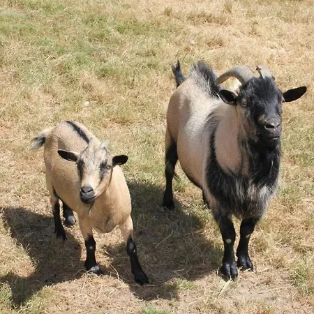 Mobil Spacieux Avec Terrasse Pour 8 Personnes - Api-1-52-1358 *
