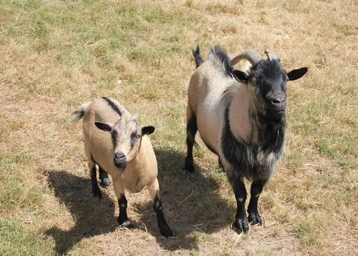 Mobil Spacieux Avec Terrasse Pour 8 Personnes - Api-1-52-1358 *